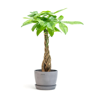 Braided Money Plant (M1) in Ecopots