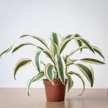 Load image into Gallery viewer, Dracaena White Victoria (S) in Nursery Pot
