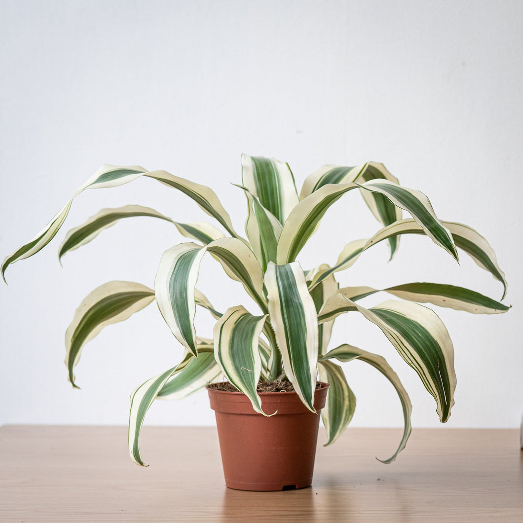indoor plants victoria Dracaena White Victoria (S) in Nursery Pot – Shopleaf Plant Studio