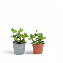 Load image into Gallery viewer, Peperomia Hope (XS) in Ecopots
