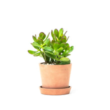 Load image into Gallery viewer, Jade Plant (S)
