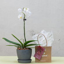 将图片加载到图库查看器，White Orchid (M) in Ecopots