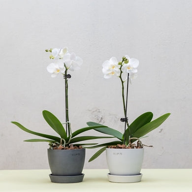 White Orchid (M) in Ecopots