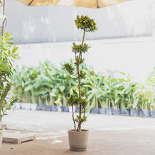 Load image into Gallery viewer, Ficus floridana (L)