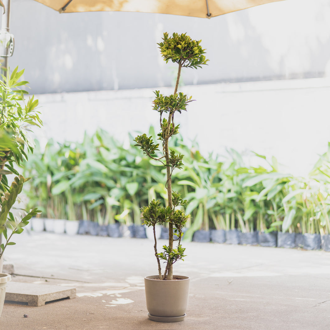 Ficus floridana (L)