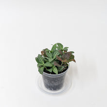 Load image into Gallery viewer, Clear Pot 10 cm - Set of 3