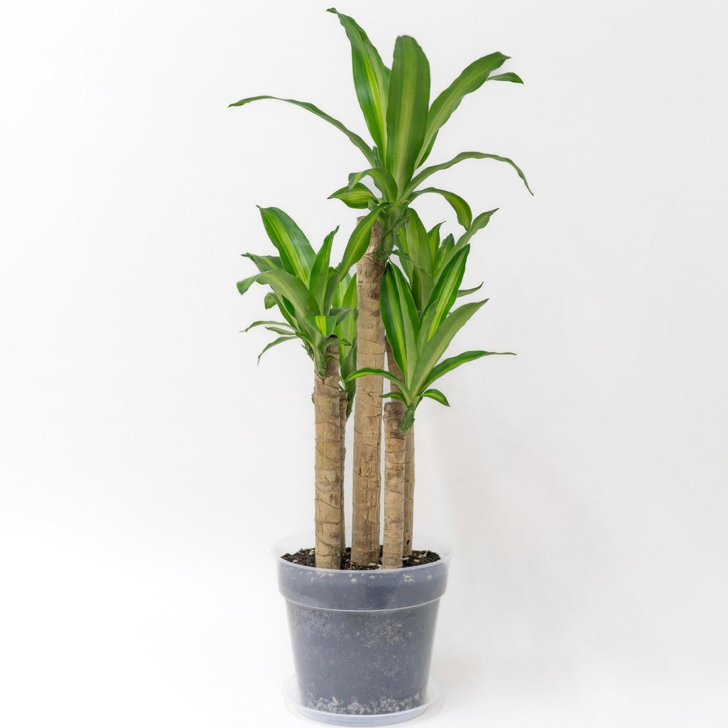 fortune plant dracaena Fortune Plant (S) in Clear Pot – Shopleaf Plant Studio