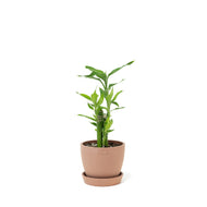 Lucky Bamboo (S) in Ecopots
