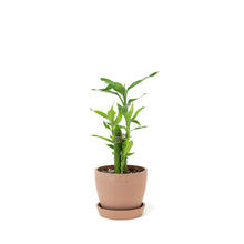 Load image into Gallery viewer, Lucky Bamboo (S) in Nursery Pot