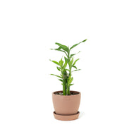Lucky Bamboo (S) in Nursery Pot