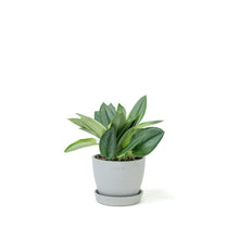 Load image into Gallery viewer, Moonlight Pothos (S) in Ecopots