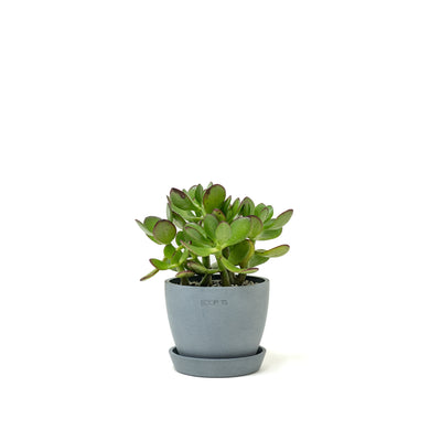 Jade Plant (S)