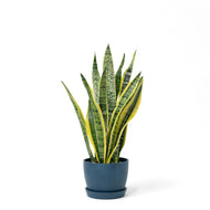 Yellow Snake Plant (S) in Ecopots