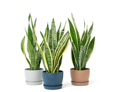 Yellow Snake Plant (S) in Ecopots