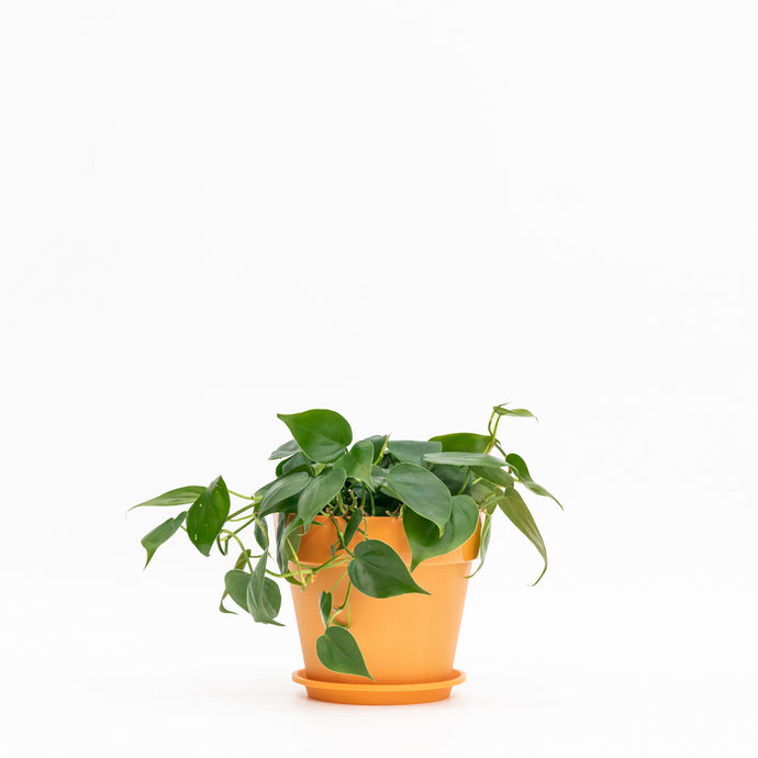 Heartleaf Philodendron (M) in Shopleaf Color Pot