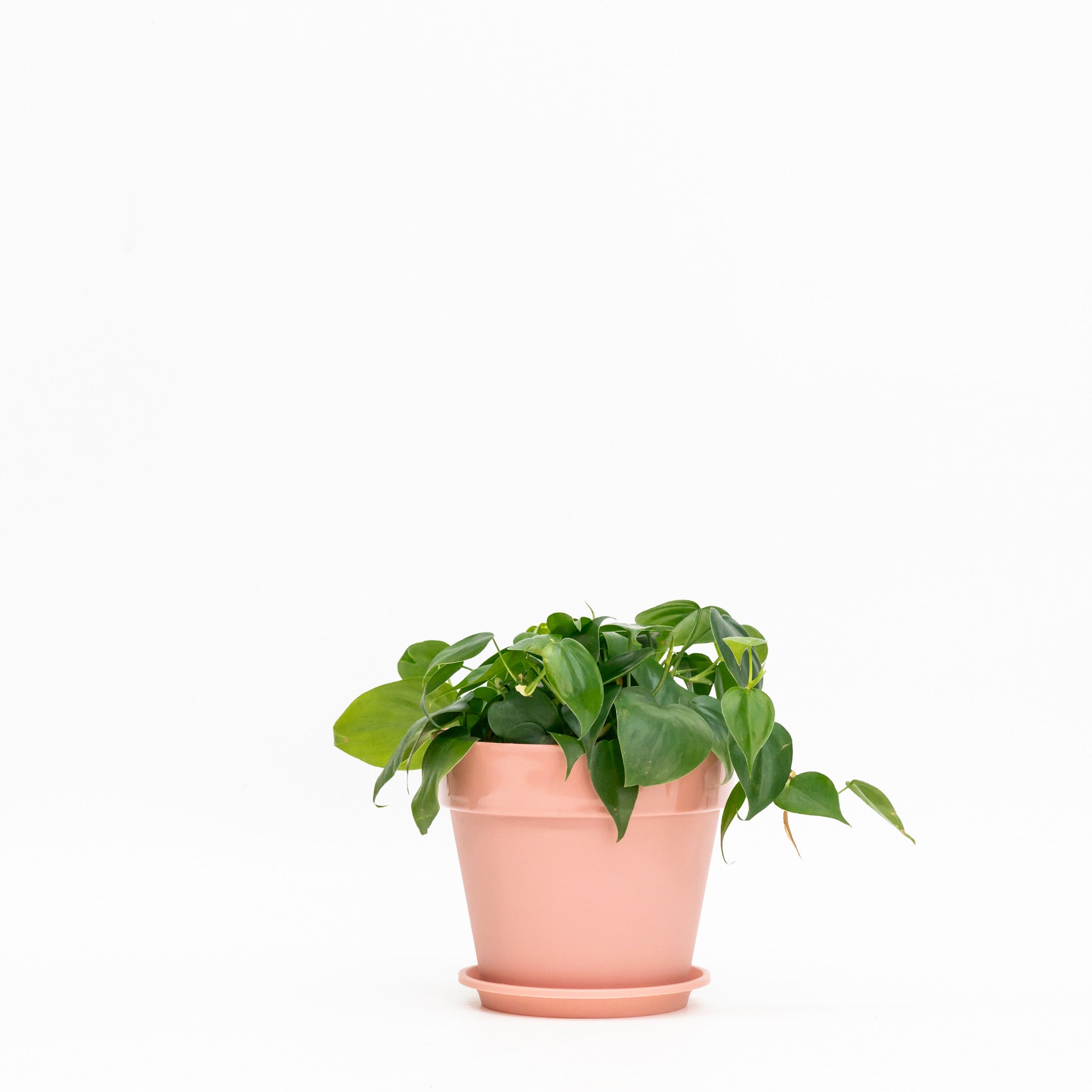 heartleaf philodendron colors Heartleaf Philodendron (M) in Shopleaf Color Pot – Shopleaf Plant Studio