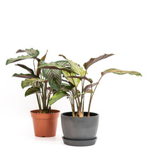 Load image into Gallery viewer, Calathea Sanderiana (M) in Ecopots