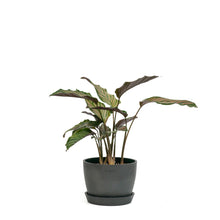 Load image into Gallery viewer, Calathea Sanderiana (M) in Ecopots