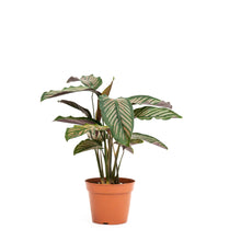 Load image into Gallery viewer, Calathea Sanderiana (M) in Nursery Pot