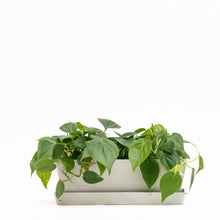 Load image into Gallery viewer, Heartleaf Philodendron (M) in Ecopots