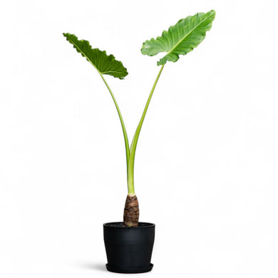 Elephant Ear (L) in Ecopots