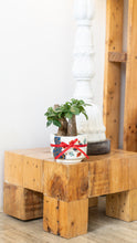 Load image into Gallery viewer, 3in1 Bonsai Money Plant (XS) in Ceramic Pot