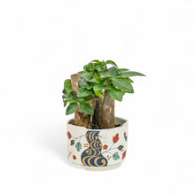 Load image into Gallery viewer, 3in1 Bonsai Money Plant (XS) in Ceramic Pot