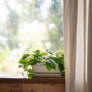 Heartleaf Philodendron (M) in Ecopots