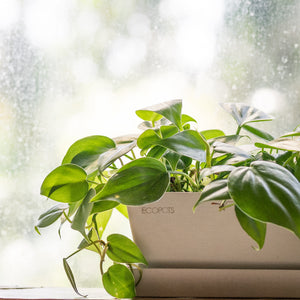 Heartleaf Philodendron (M) in Ecopots