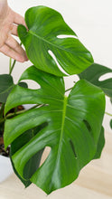 Load image into Gallery viewer, Monstera deliciosa (M) in Ecopots