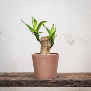 Fortune Plant (XXS) in Nursery Pot