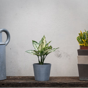 White Aglaonema (S) in Ecopots