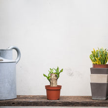 Load image into Gallery viewer, Fortune Plant (XXS) in Nursery Pot