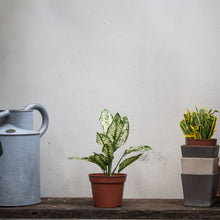 Load image into Gallery viewer, White Aglaonema (S) in Nursery Pot