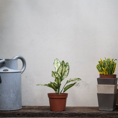 White Aglaonema (S) in Nursery Pot