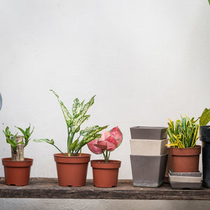 White Aglaonema (S) in Nursery Pot