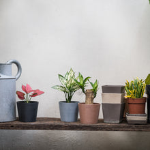 Load image into Gallery viewer, White Aglaonema (S) in Ecopots