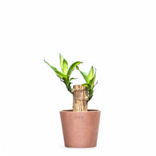 Load image into Gallery viewer, Fortune Plant (XXS) in Ecopots