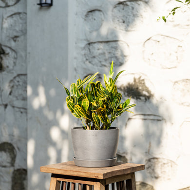 Croton (S) in Ecopots