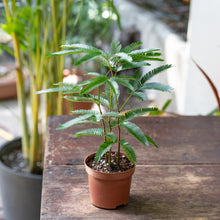 Load image into Gallery viewer, Everfresh (XS) in Nursery Pot