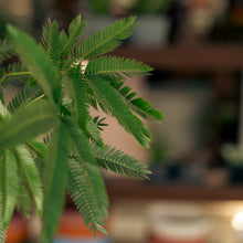 Load image into Gallery viewer, Everfresh (XS) in Ecopots