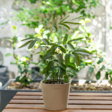 Load image into Gallery viewer, Everfresh (XS) in Ecopots