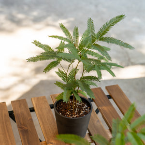 Everfresh (XS) in Ecopots