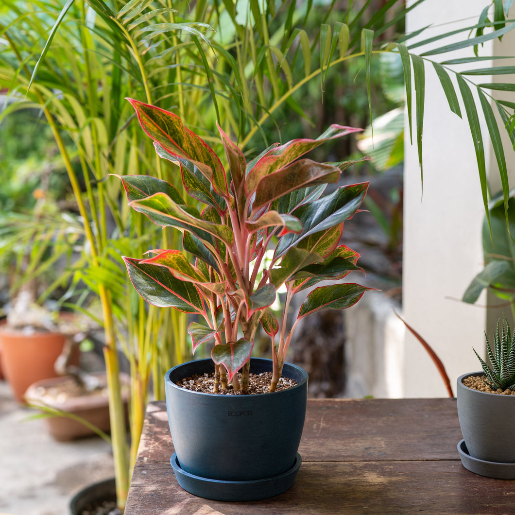 Aglaonema Red Siam (M) in Ecopots