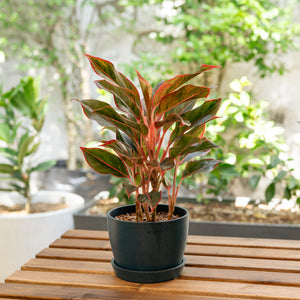 Aglaonema Red Siam (M) in Ecopots