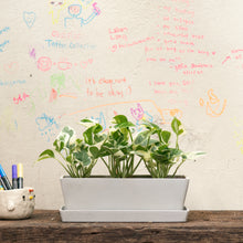 Load image into Gallery viewer, 3in1 Pothos N&#39;Joy (XS) in Ecopots