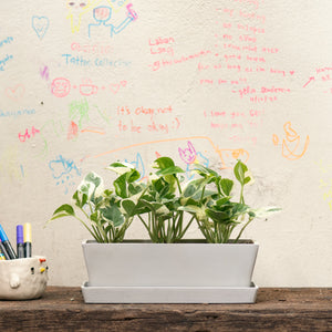 3in1 Pothos N'Joy (XS) in Ecopots