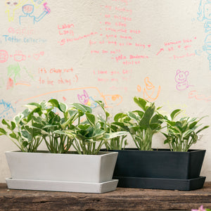3in1 Pothos N'Joy (XS) in Ecopots