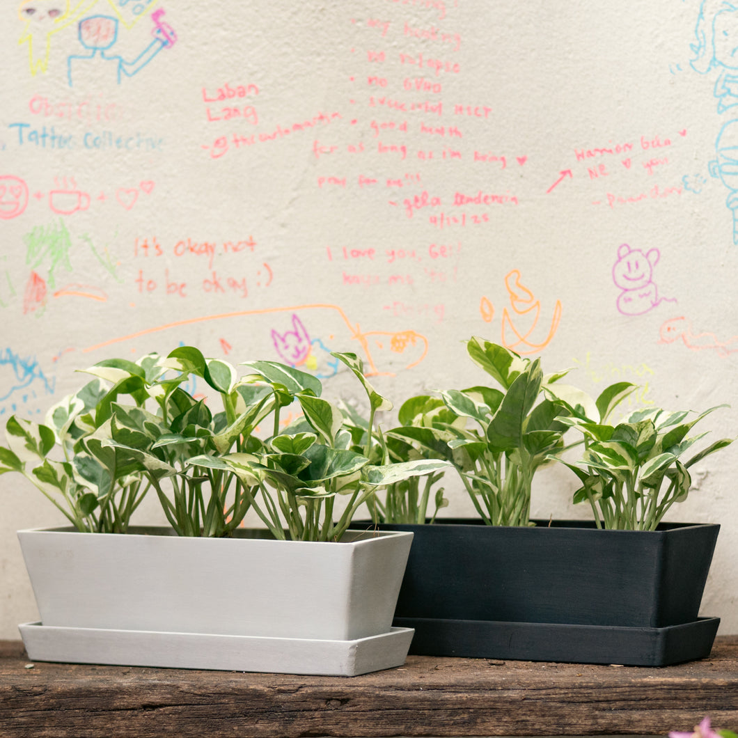 3in1 Pothos N'Joy (XS) in Ecopots
