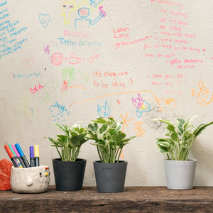 Pothos N’Joy (XS) in Ecopots
